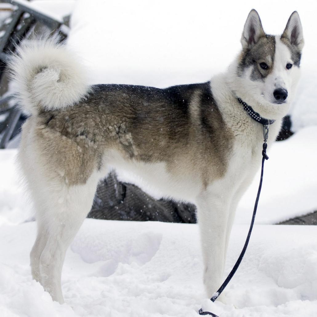 East Siberian Laika Dog Breed Image 13