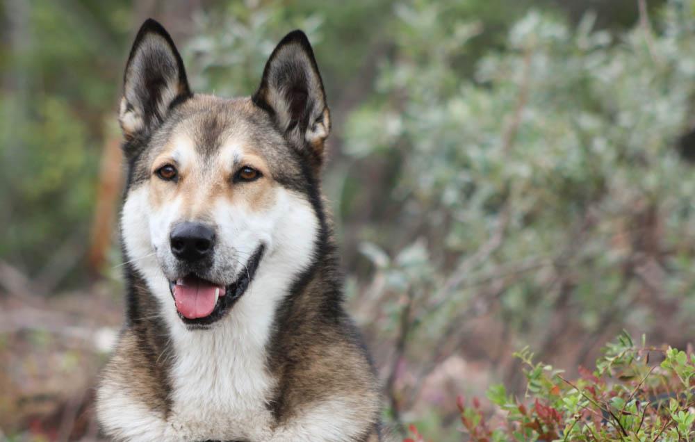 East Siberian Laika Dog Breed Image 16