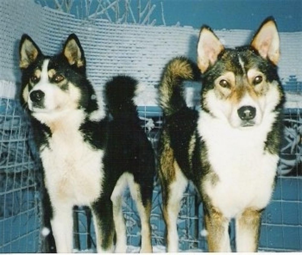 East Siberian Laika Dog Breed Image 20