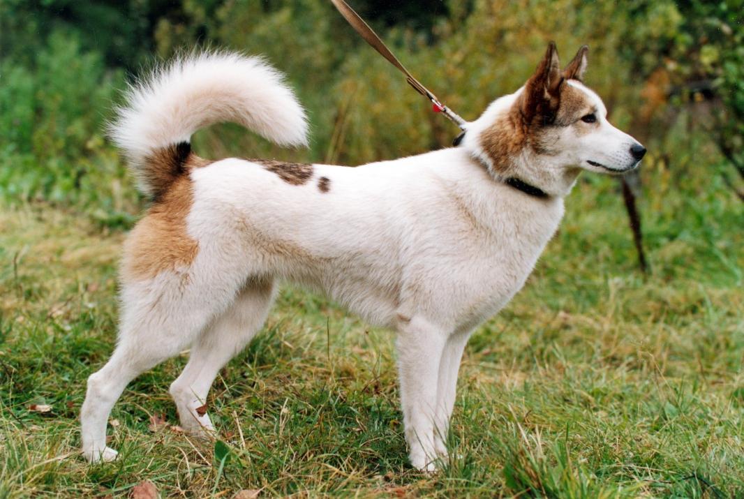 East Siberian Laika Dog Breed Image 4