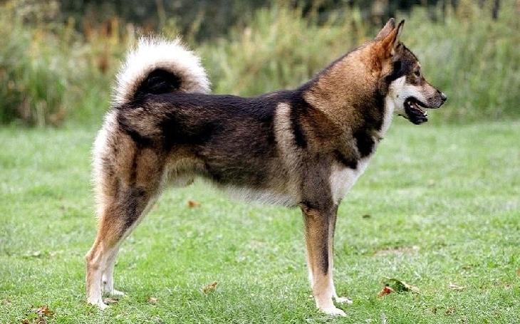 East Siberian Laika Dog Breed Image 5