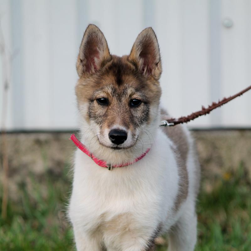 East Siberian Laika Dog Breed Image 9