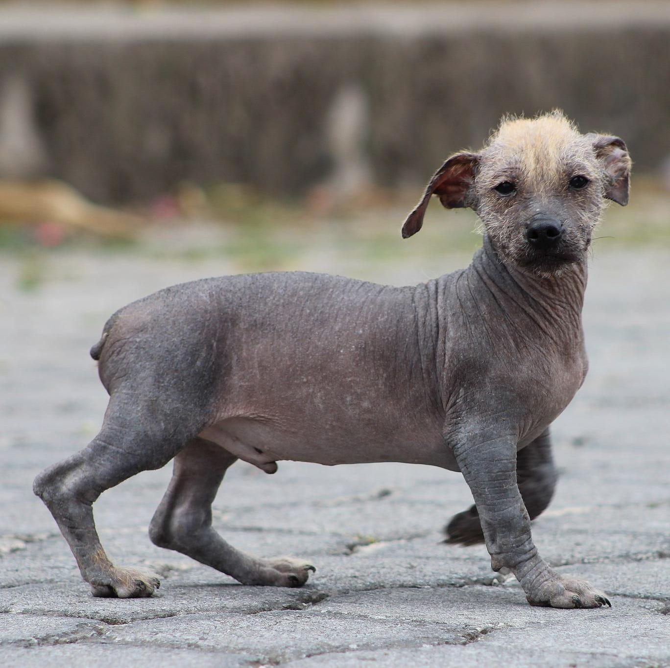 Ecuadorian Hairless Dog Breed Image 12