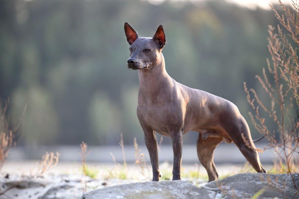 Ecuadorian Hairless Dog Breed Image 14