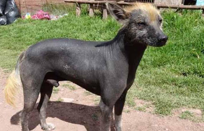 Ecuadorian Hairless Dog Breed Image 18