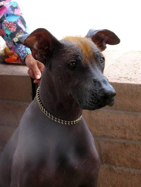 Ecuadorian Hairless Dog Breed Image 5