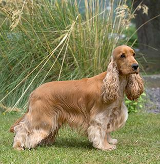 English Cocker Spaniel Dog Breed Image 10