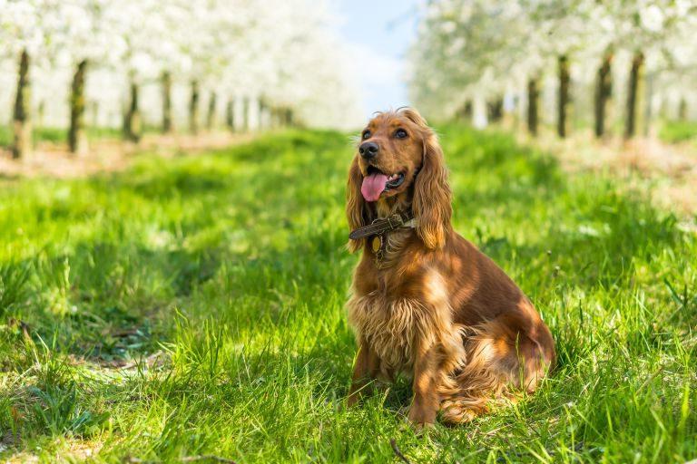 English Cocker Spaniel Dog Breed Image 11