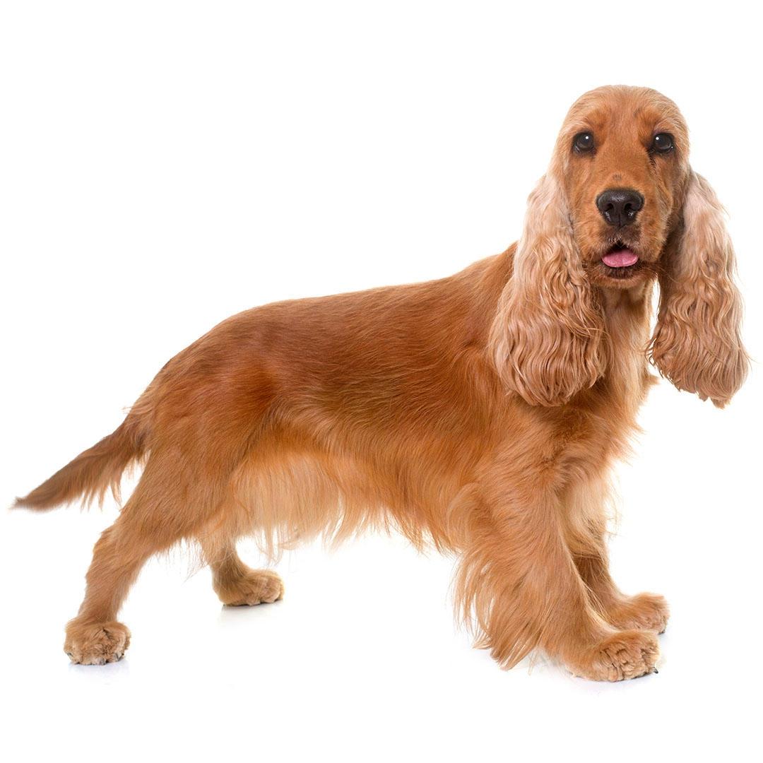 English Cocker Spaniel Dog Breed Image 13