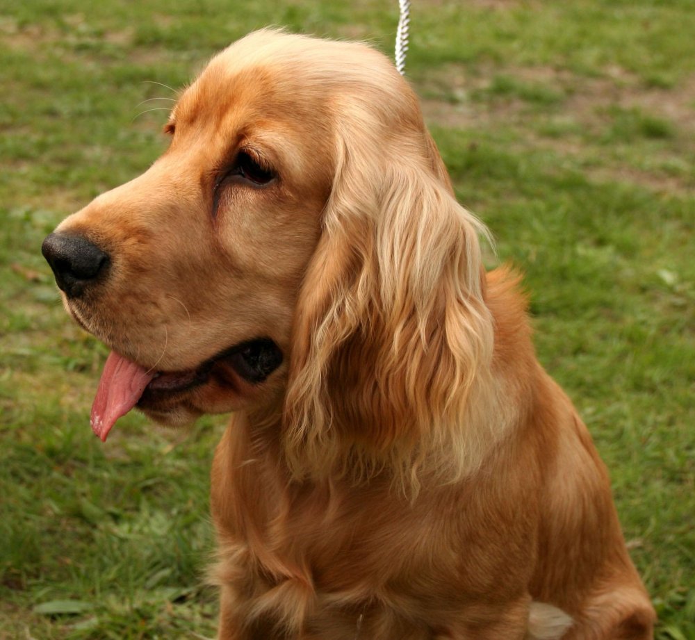 English Cocker Spaniel Dog Breed Image 14