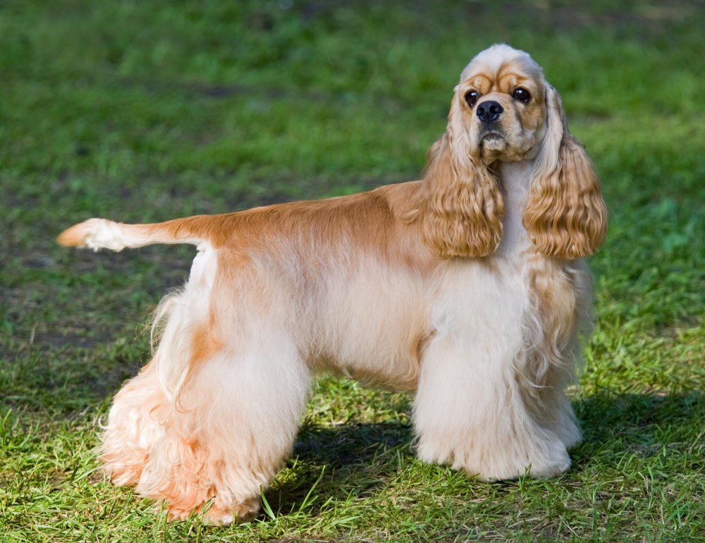 English Cocker Spaniel Dog Breed Image 16