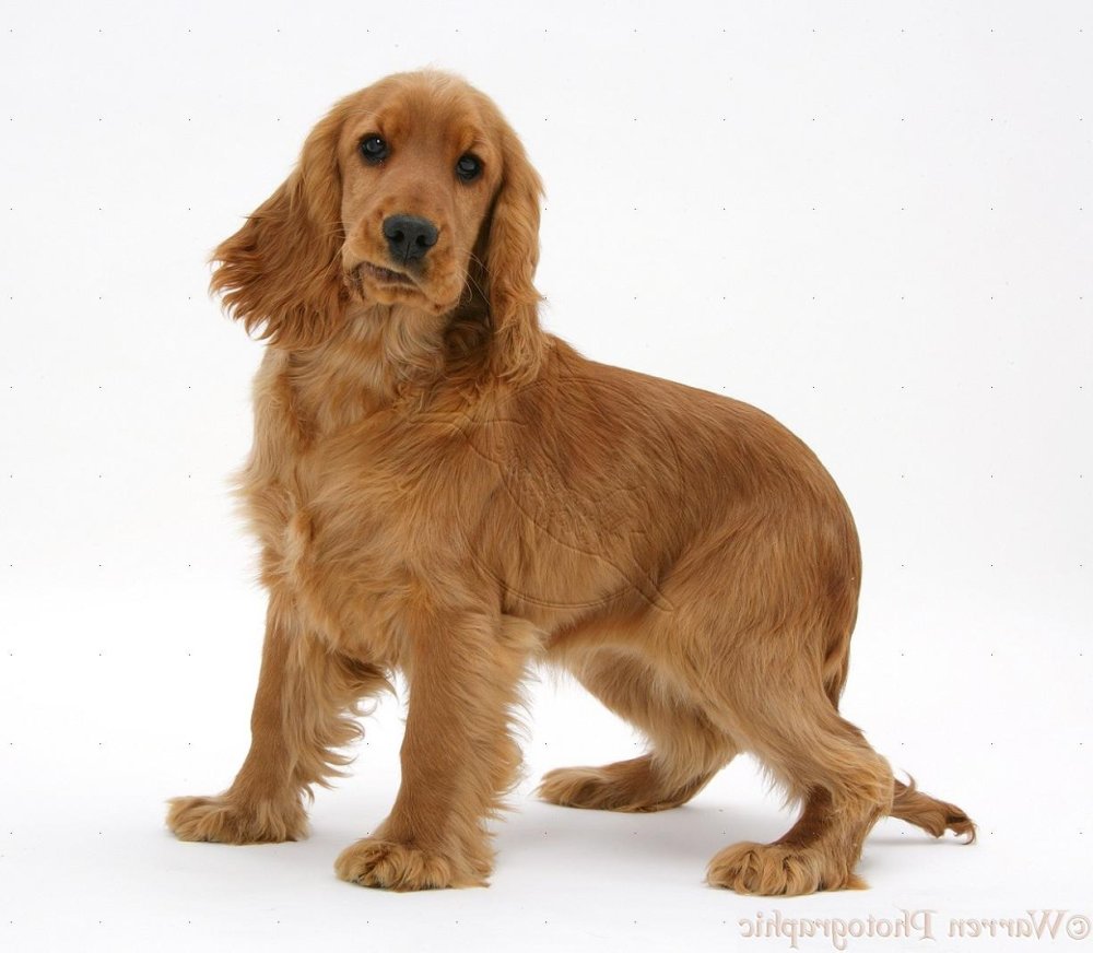 English Cocker Spaniel Dog Breed Image 18