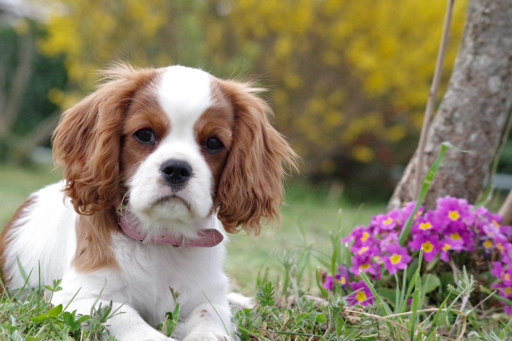 English Cocker Spaniel Dog Breed Image 2