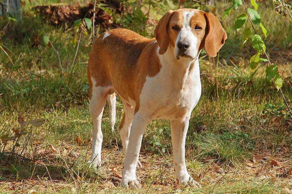 English Foxhound Dog Breed Image 10