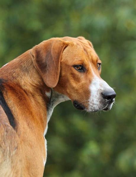 English Foxhound Dog Breed Image 13