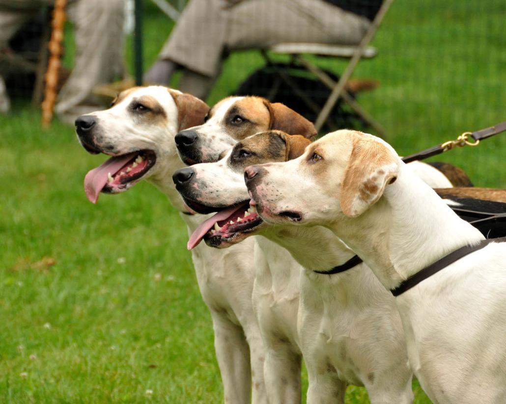 English Foxhound Dog Breed Image 18