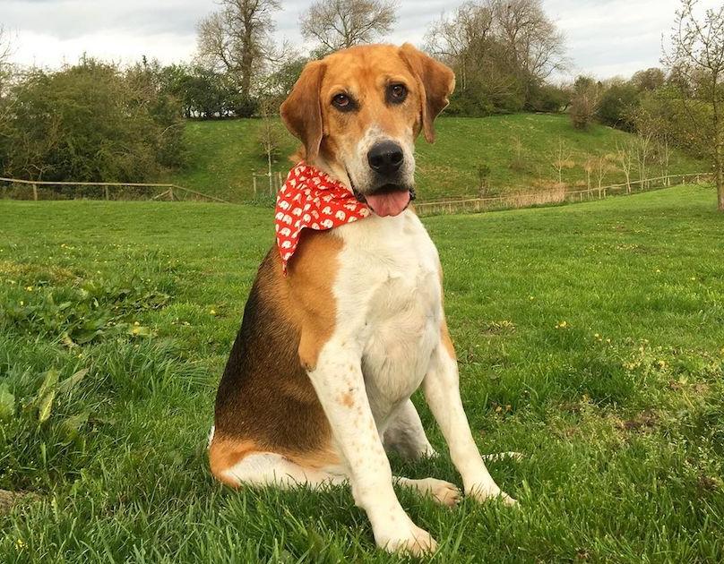 English Foxhound Dog Breed Image 19