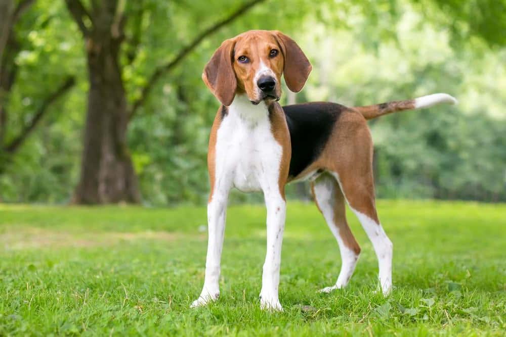 English Foxhound Dog Breed Image 4