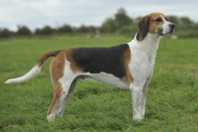 English Foxhound Dog Breed Image 6