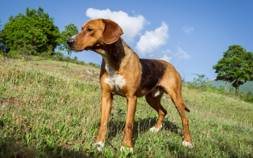 English Foxhound Dog Breed Image 7