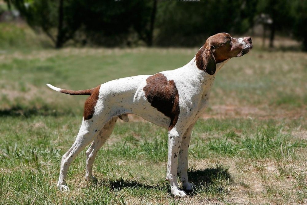 English Pointer Dog Breed Image 1