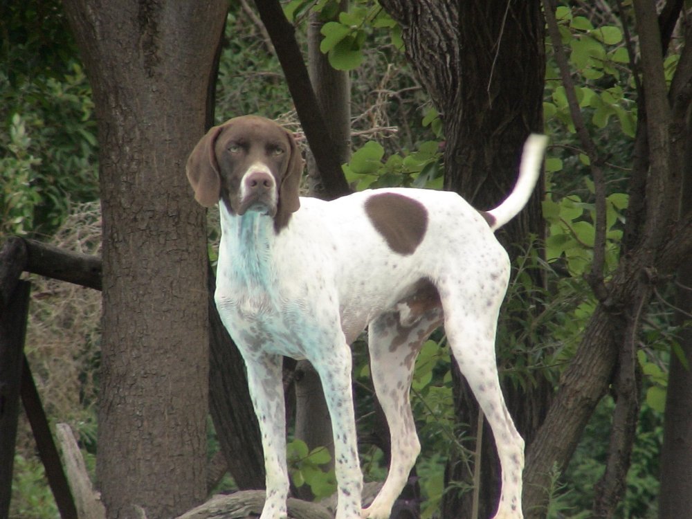 English Pointer Dog Breed Image 12