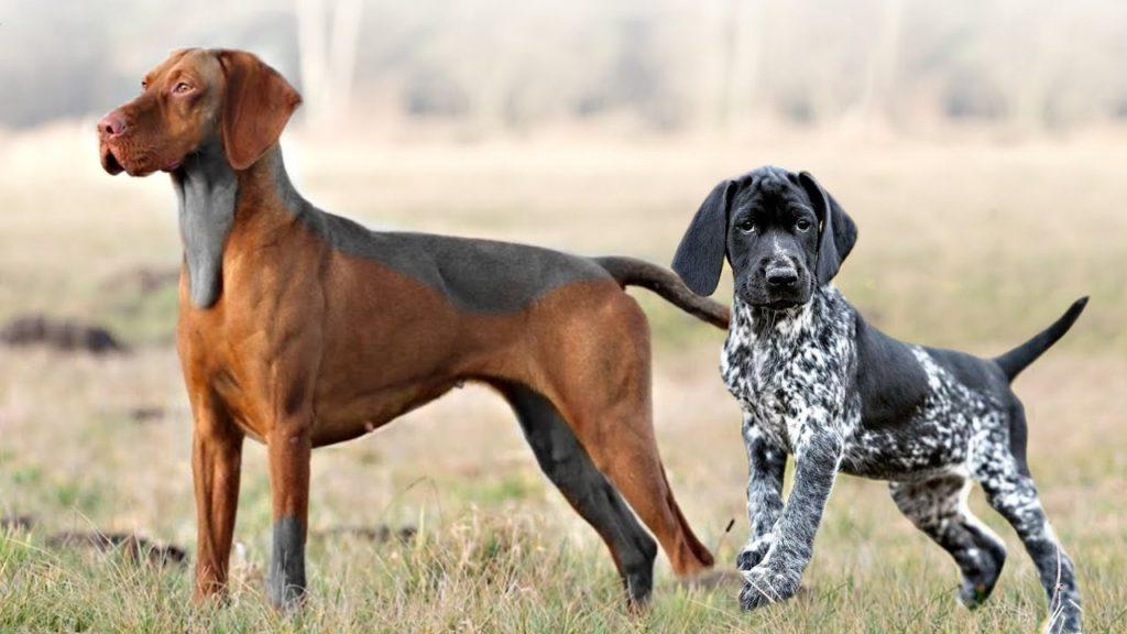 English Pointer Dog Breed Image 2