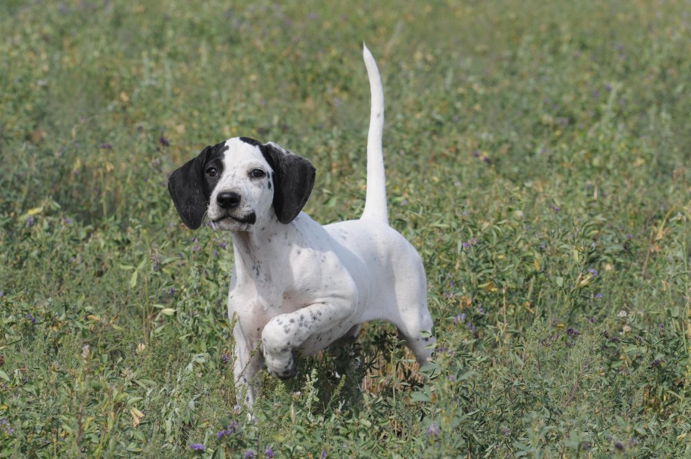 English Pointer Dog Breed Image 3