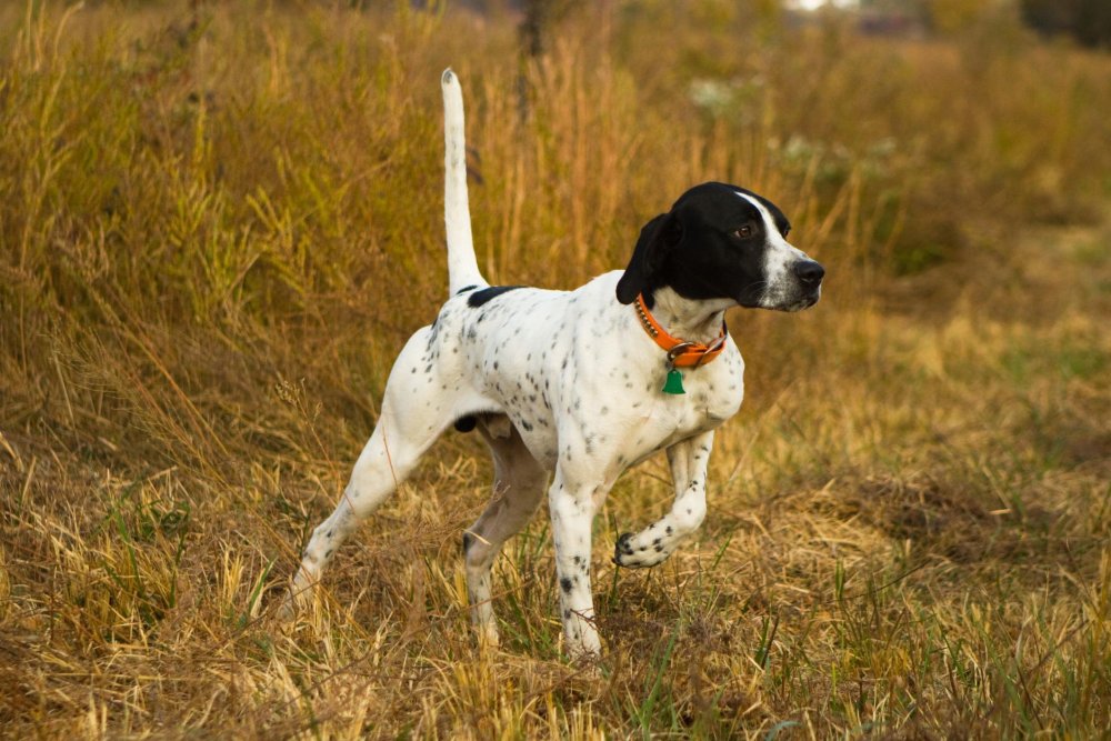 English Pointer Dog Breed Image 4