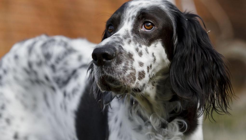 English Setter Dog Breed Image 10