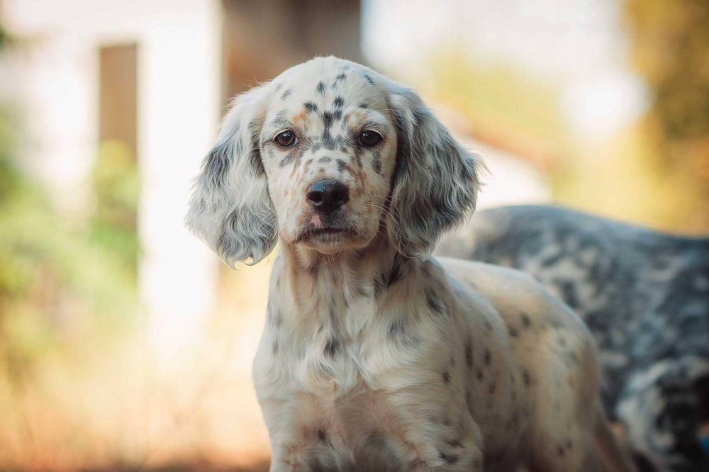 English Setter Dog Breed Image 11