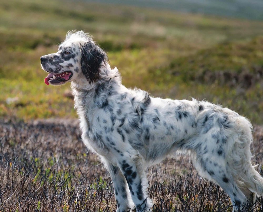 English Setter Dog Breed Image 15