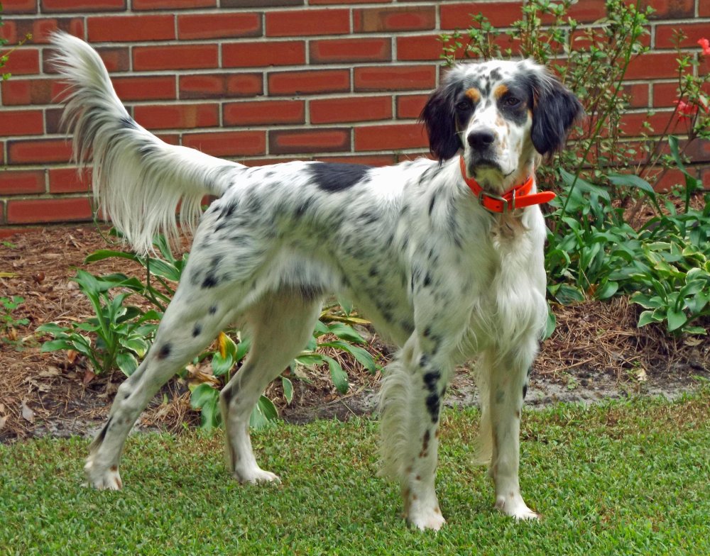 English Setter Dog Breed Image 17