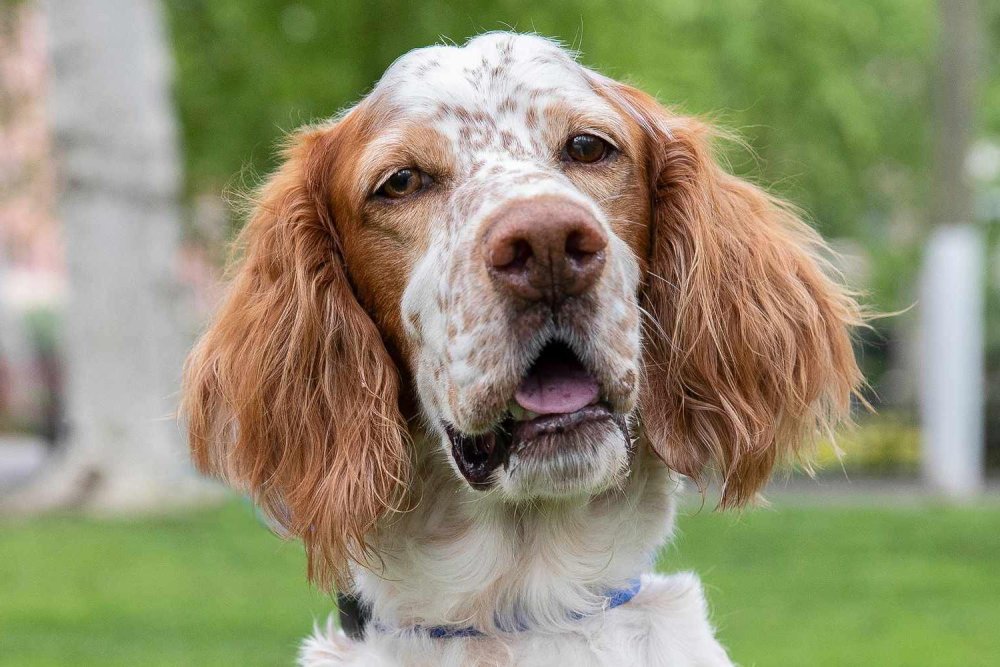 English Setter Dog Breed Image 3