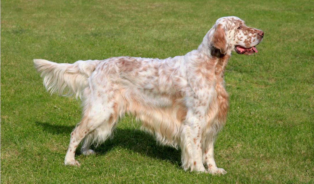 English Setter Dog Breed Image 4