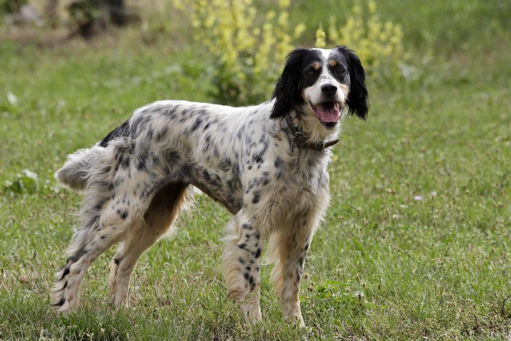 English Setter Dog Breed Image 8