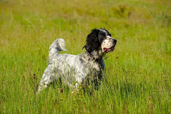 English Setter Dog Breed Image 9