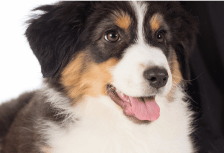 English Shepherd Dog Breed Image 14