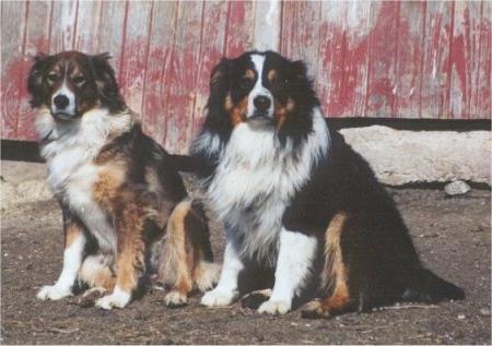 English Shepherd Dog Breed Image 16