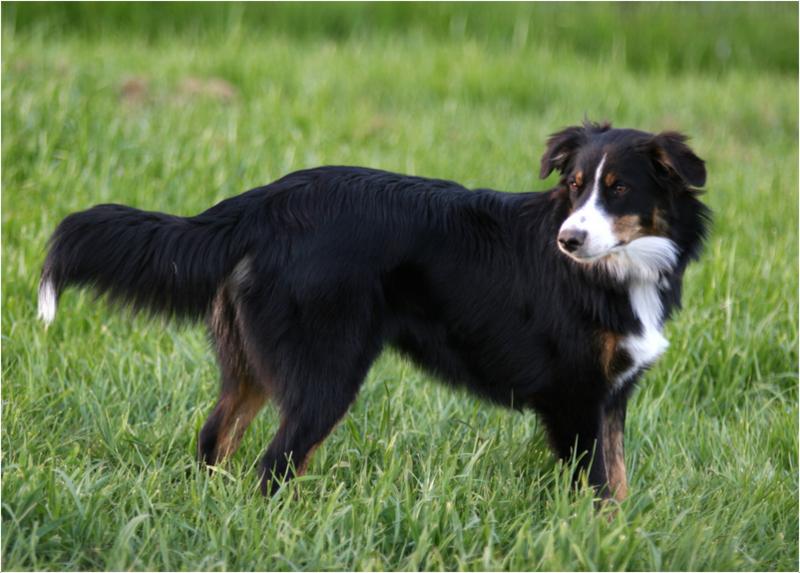 English Shepherd Dog Breed Image 18