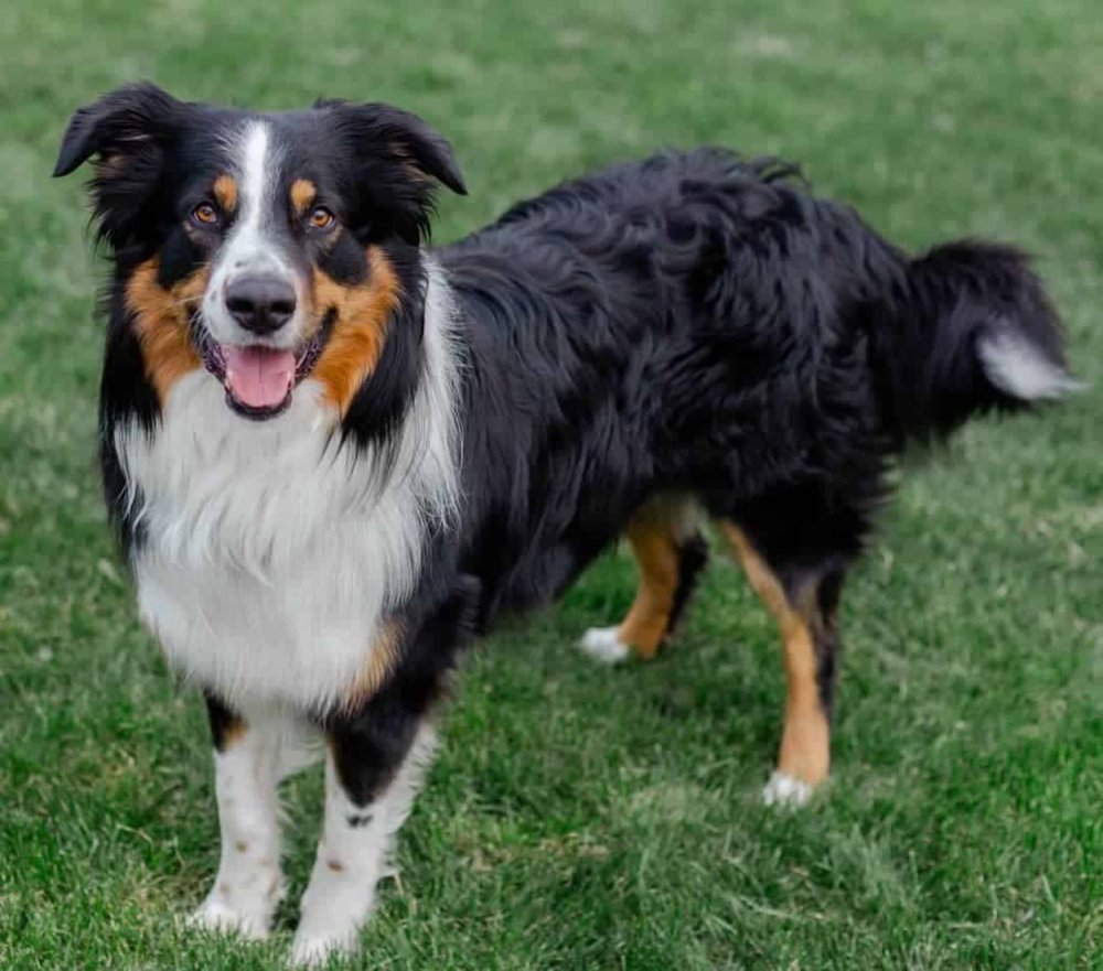 English Shepherd Dog Breed Image 2