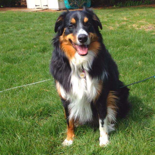 English Shepherd Dog Breed Image 20