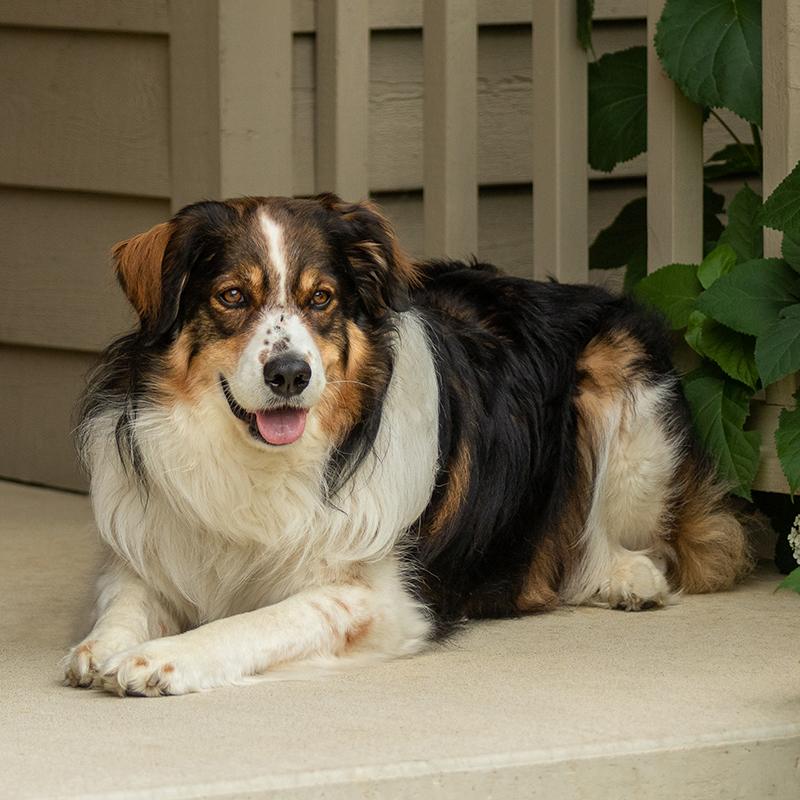 English Shepherd Dog Breed Image 3