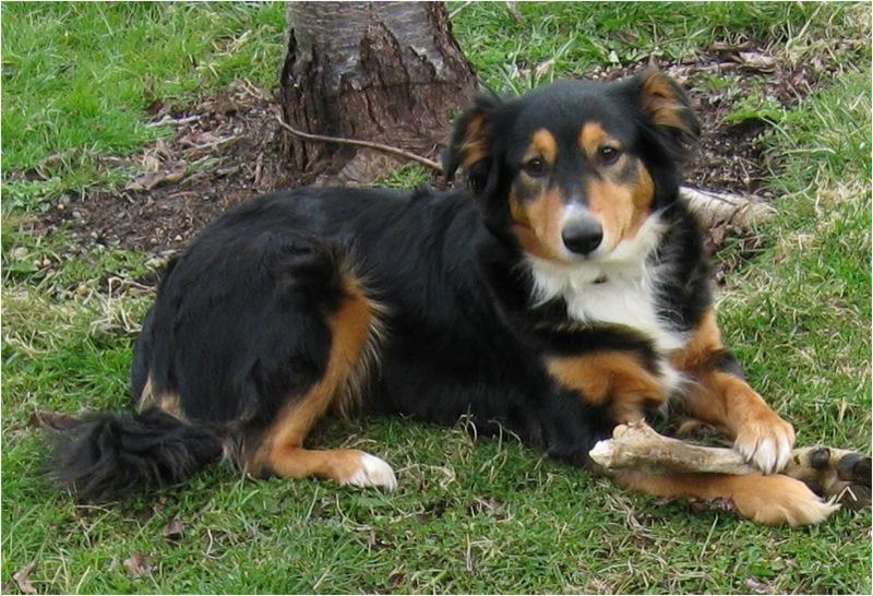 English Shepherd Dog Breed Image 4