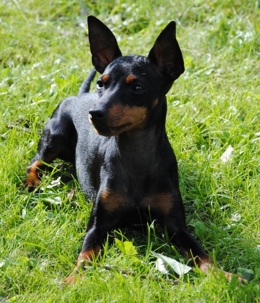 English Toy Terrier Black & Tan Dog Breed Image 1
