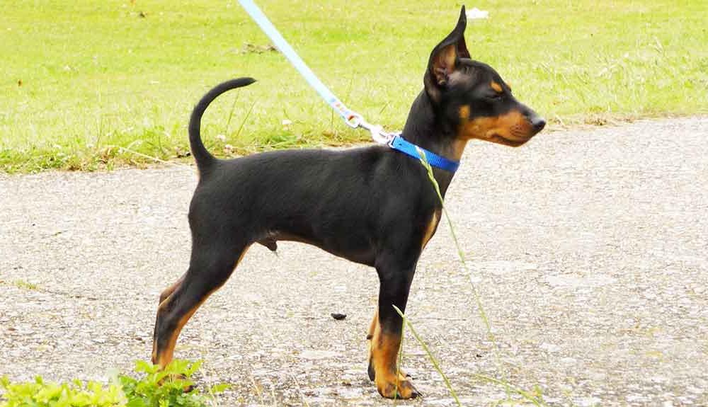 English Toy Terrier Black & Tan Dog Breed Image 13