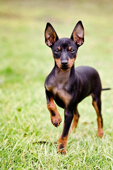 English Toy Terrier Black & Tan Dog Breed Image 14