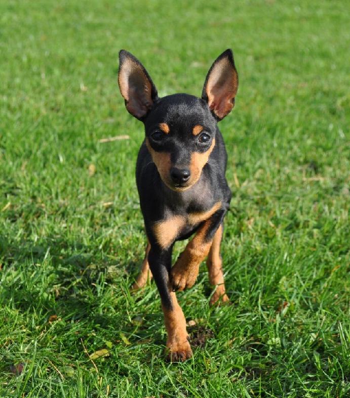 English Toy Terrier Black & Tan Dog Breed Image 15