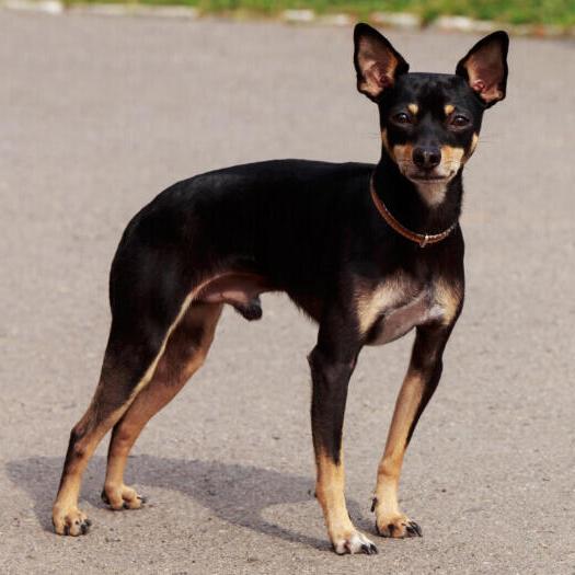 English Toy Terrier Black & Tan Dog Breed Image 5
