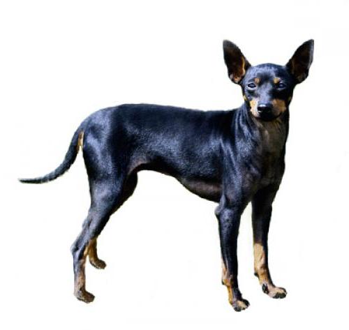 English Toy Terrier Black & Tan Dog Breed Image 7